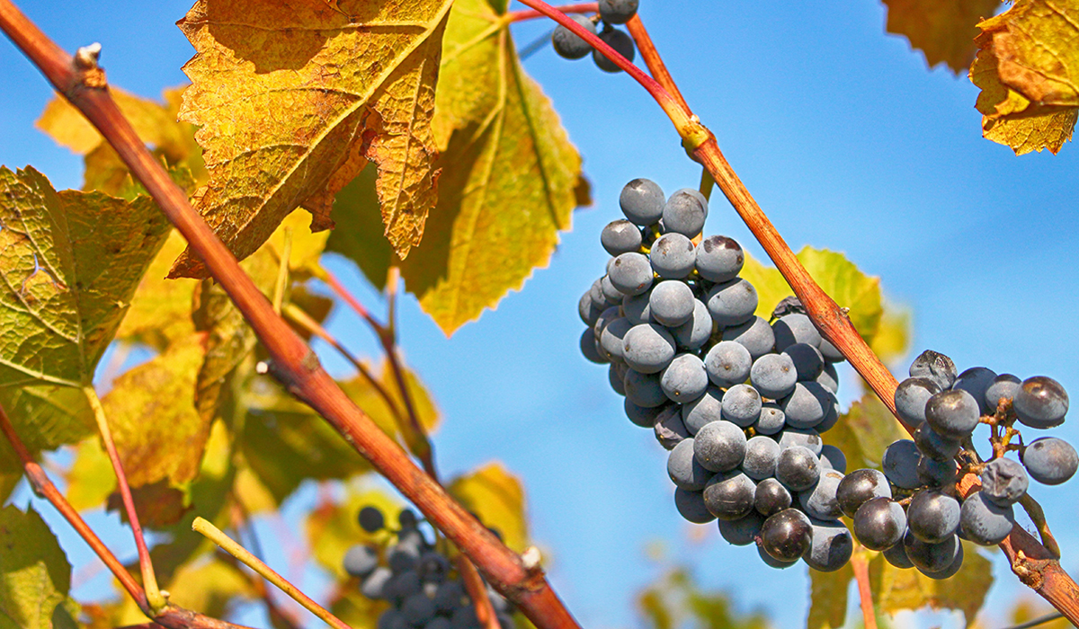 grapes in the winery
