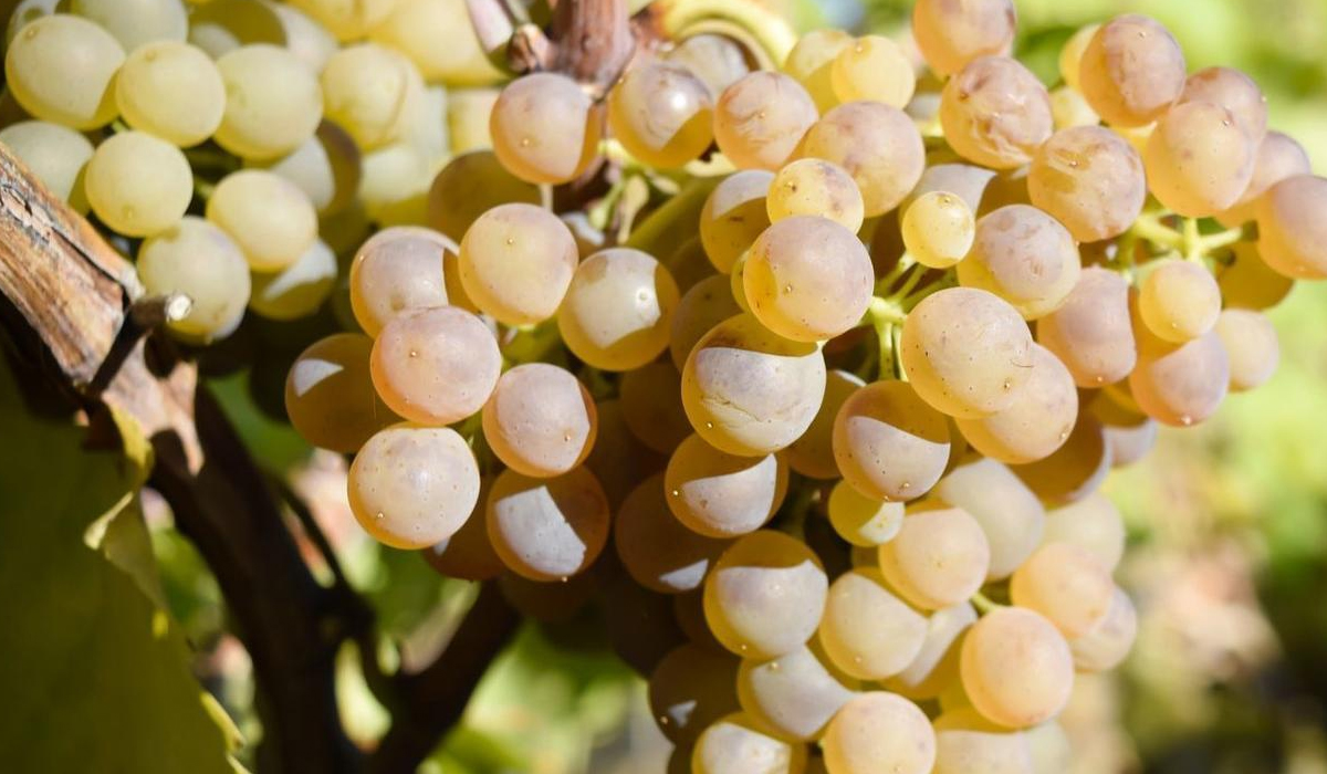 Viognier grape